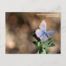 Recherche de macro cartes postales Brun