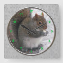 Recherche de écureuil gris horloges Faune