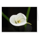 Search for cala lily Garden