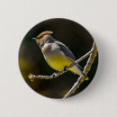 Recherche de oiseau sauvage badges Jaune