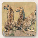 Search for leopard looking Feline
