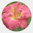 Search for daylily stickers Flower