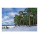 Recherche de forêt pin de posters Hiver