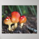Recherche de champignon comestible posters Forêt