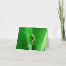 Recherche de grenouille costa rica cartes postales Grenouille aux yeux rouges