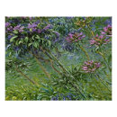 Recherche de agapanthus posters Floral