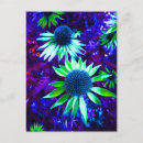 Search for echinacea postcards Nature