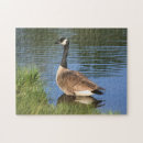 Search for goose puzzles Nature
