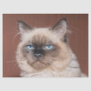 Search for paper doll cats Animal