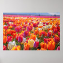 Recherche de champ de tulipe posters Printemps