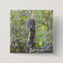 Search for squirrel picture buttons Cute