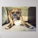 Search for boxer puppy posters Photography