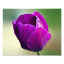 Recherche de tulipe violette posters Fleurs
