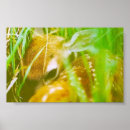 Search for whitetail deer posters Fawn