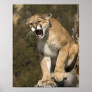 Search for animals in captivity posters Big cat
