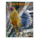 Search for rooster chicken birthday invitations Bird
