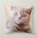Search for british shorthair pillows Baby animals