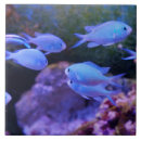 Recherche de poissons tropicaux carreaux Nautique