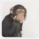 Search for monkey face stickers Wildlife