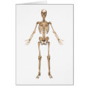 Search for ulna Three dimensional