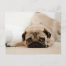 Recherche de pug dog cartes postales Puppy
