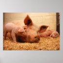Search for cute pig posters Baby animals