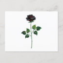 Recherche de rose gothique cartes postales Fleur
