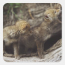 Search for coyotes stickers Wolf
