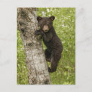 Recherche de ours noir cartes postales Petits