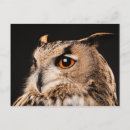 Search for eagle head postcards Nature