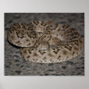 Search for diamondback art Rattlesnake