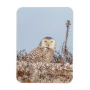 Recherche de chouettes magnets Faune