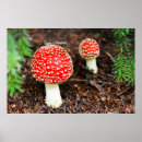 Recherche de mushrooms posters Fungus
