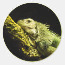 Recherche de lézard vert autocollants Iguana