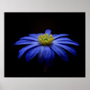 Recherche de à noix posters Fleur