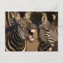 Search for zebra postcards Humour