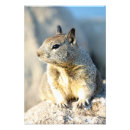 Search for gray squirrel posters Photography
