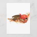 Recherche de loup indien cartes postales Américain