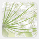 Search for national flower stickers Close up