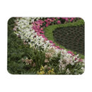 Recherche de amaryllis magnets Jardin
