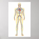 Recherche de circulatoire posters Circulation