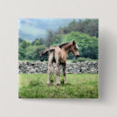 Recherche de poulain de cheval badges Chevaux