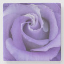 Search for garden photography kitchen dining Rose