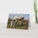 Recherche de foal Baby horse