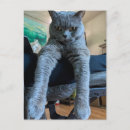 Search for fat cat postcards Kitty