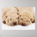 Recherche de shar posters Chien