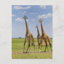 Search for camelopardalis cards invites Kenya