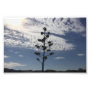 Recherche de agave posters Fleur