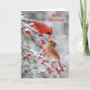 Search for wild christmas cards Red