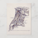 Recherche de anatomique cartes postales Anatomie vintage